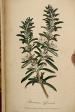 Salvia rosmarinus RCP3-10 006 ex Medical Botany Anon.jpg